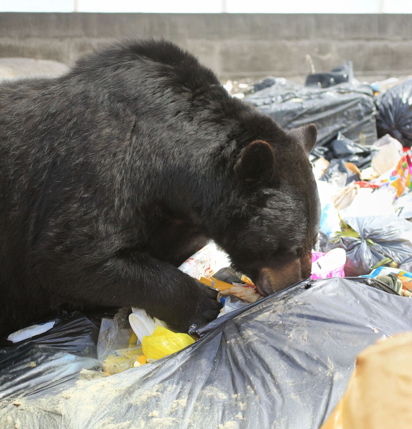 A bear in a garbage bin